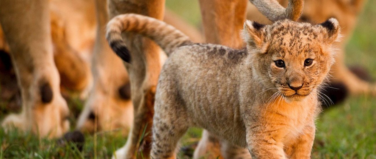 lion-cub-masai-mara