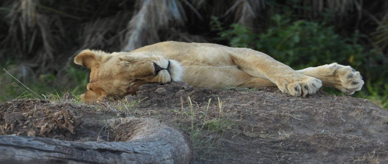 best_of_kenya_safari