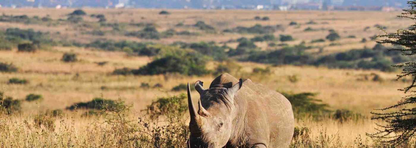 rhino_nairobi_national_park