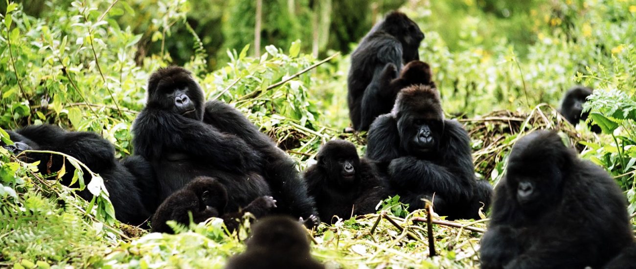 rwanda-gorilla-safaris