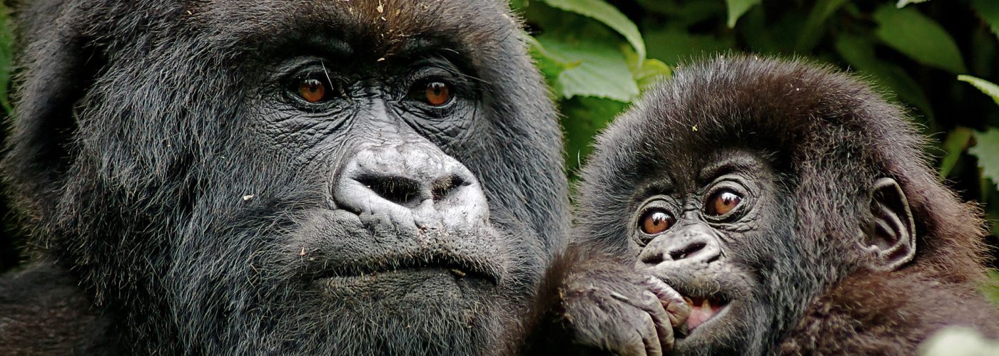 rwanda-gorillas