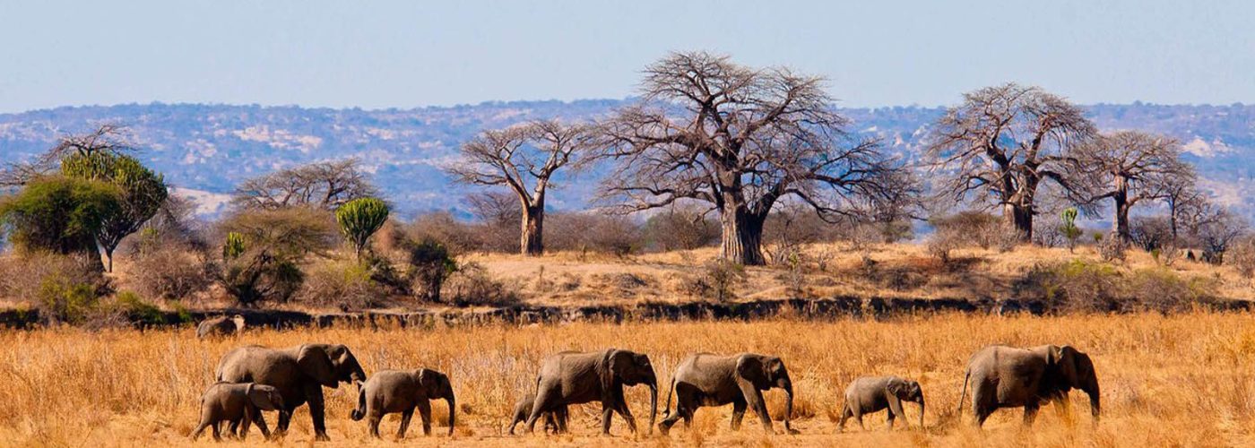 tarangire-national-park-elephants