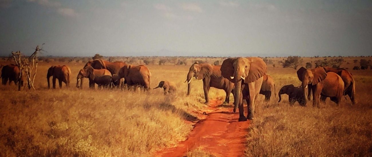 2-Days Tsavo East Safari